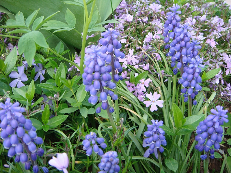 85 Nancy's Garden [2009 May 10].JPG - Nancy's Garden.